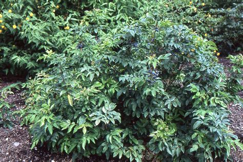 Mahonia aquifolium 'Compacta' | Landscape Plants | Oregon State University