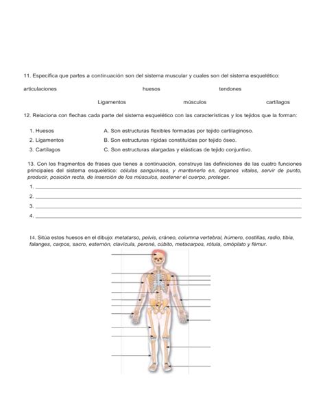 El aparato locomotor y el sistema esquelético