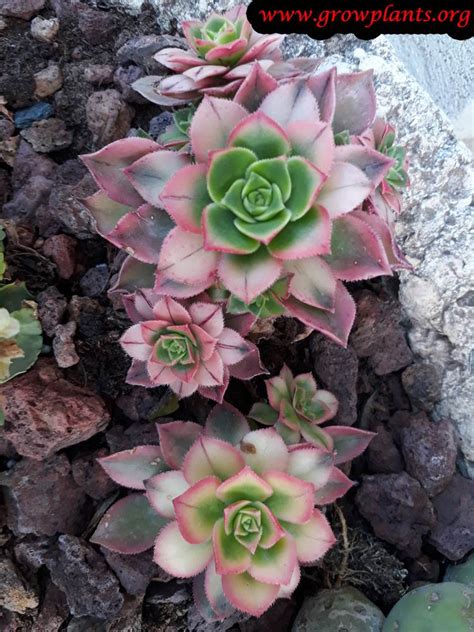 Aeonium Kiwi How To Grow And Care