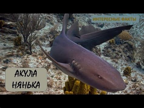 АКУЛА НЯНЬКА🦈/Животные life/Рыбы/Животные/Интересные факты - YouTube