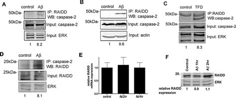 A complex of caspase 2 and RAIDD is induced by Aβ or TFD treatment