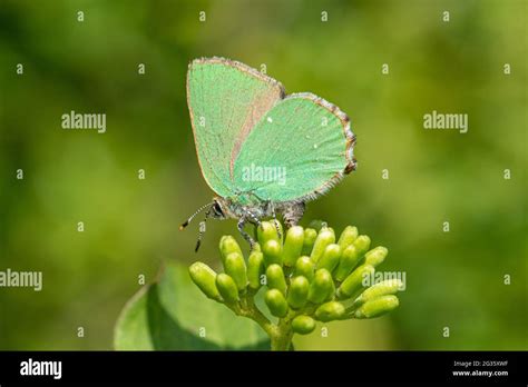 Green Hairstreak Butterfly Callophrys Rubi Laying Eggs Ovipositing