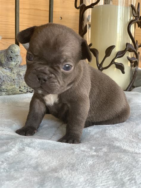Chocolate French Bulldogs - The French Bulldog