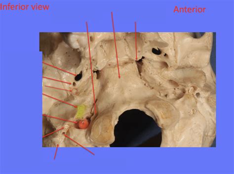 Inferior View Of Middle Skull Foramen And Canals Diagram Quizlet