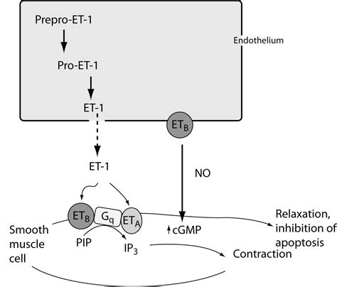 Endothelins Clinical Perspectives Biochemia Medica