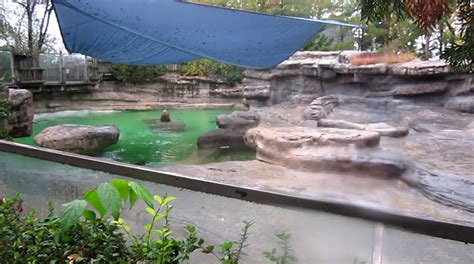 California Sea Lion Exhibit Zoochat