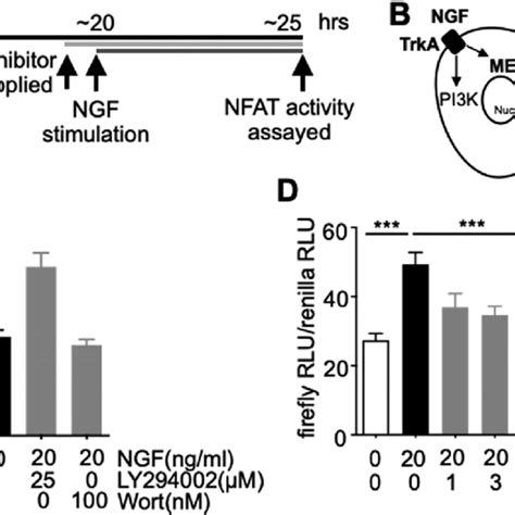 NFAT Activation By NGF Depends On MEK1 2 But Not PI3 K Pathway A