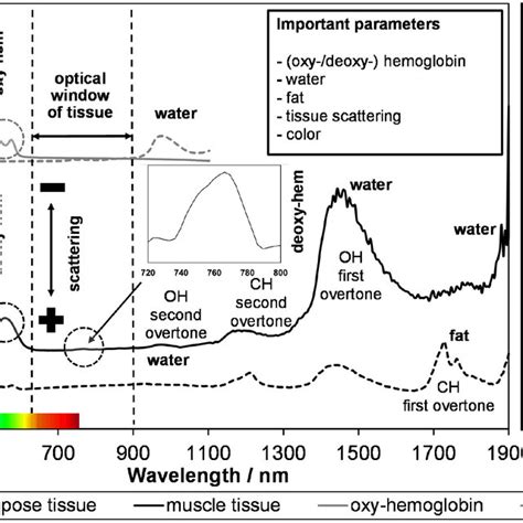 Exemplary In Vivo Absorbance Spectra From Simultaneous Uvvis Nir And