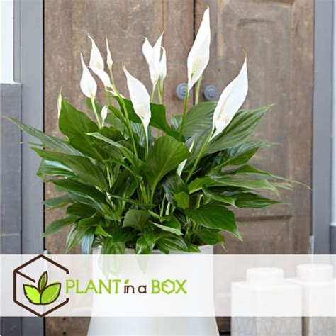 Spathiphyllum Lys De La Paix Set De 6 Pot 12cm Hauteur 30 40cm