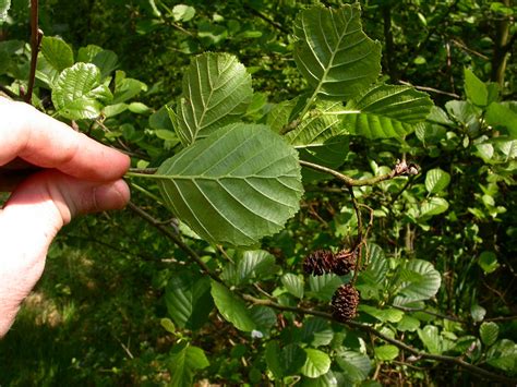 Alnus Glutinosa Betulaceae Image 15390 At PhytoImages Siu Edu