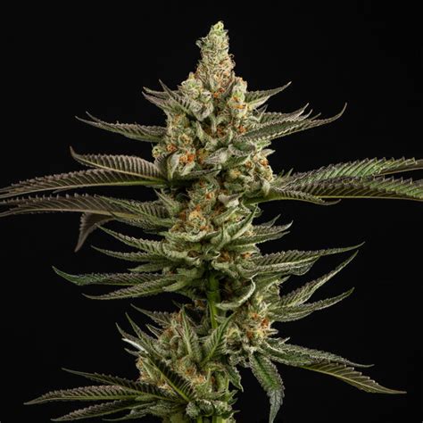 Buy Peanut Butter Breath Seeds Online Hype Seeds The 1 Peanut Butter Breath Cannabis Seeds