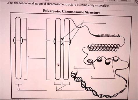 SOLVED: Label the following diagram of chromosome structure as ...