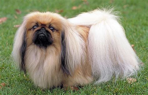 Pekingese Dog Breed Information Puppies Breeders And Care Tips