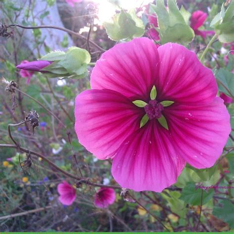 Hot Pink Wildflower From A Neighbors Yard 5 4 12 Wild Flowers