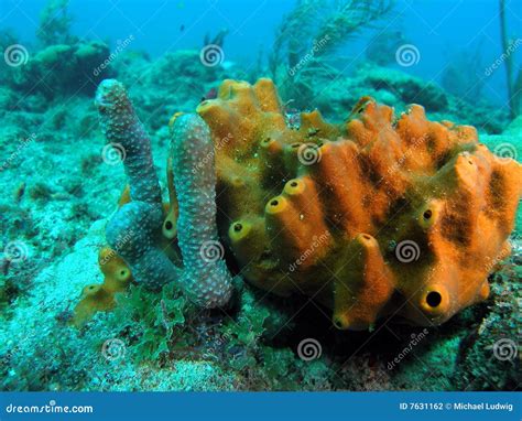 Sponge Coral Stock Photo Image Of Brown Water Tropical 7631162