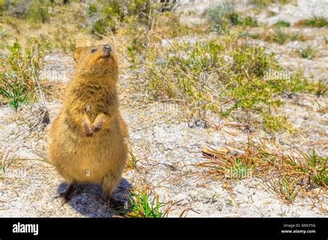 Quokka Rottnest Island Stock Photo Alamy