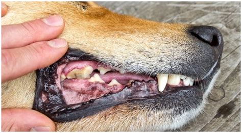 Does My Dog Have A Tooth Abscess