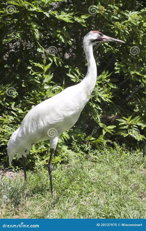 Whooping Crane Endangered Species Waterfowl Bird Stock Image Image Of