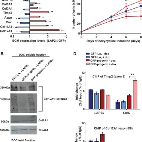 Model Depicting The Potential Role Of Lap2 α In Cell Proliferation