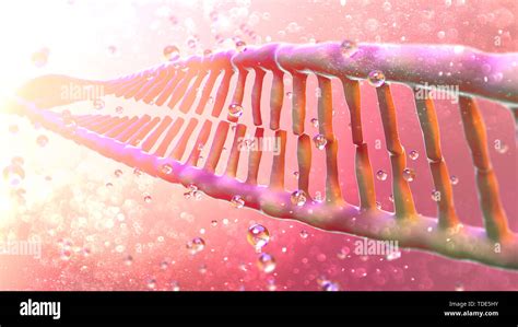 Dna Deoxyribonucleic Acid Is A Thread Like Chain Of Nucleotides