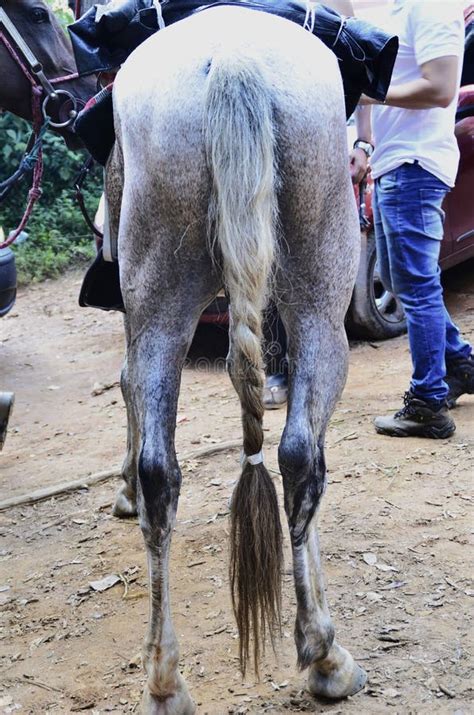 A Gray Horse with Its Tail Braided for Riding Stock Image - Image of ...