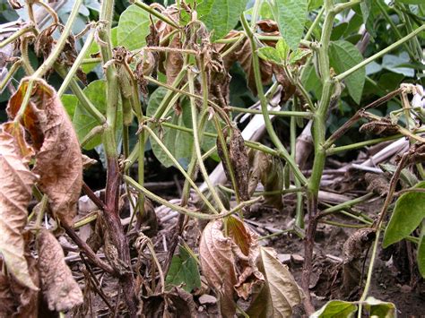 Phytophthora Root Rot Soybeans