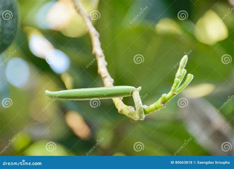 The Seed Stock Photo Image Of Life Botany Garden Beautiful