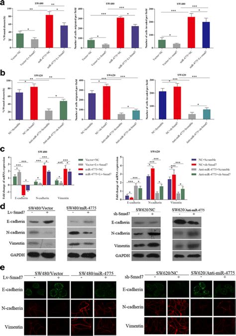 Roles Of Smad In Mir Mediated Tumor Progression In Vitro A