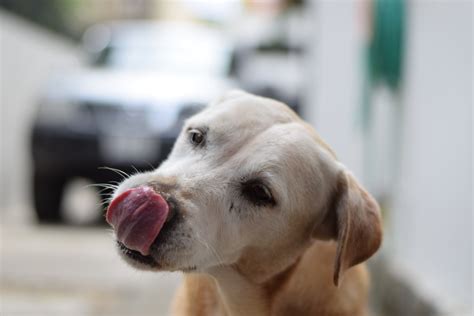 犬の鼻が濡れているのは健康の証？乾いてしまう原因も解説 シェリー ペットの幸せを一緒に考える