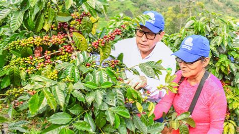 Gore Reafirma Compromiso De Fortalecer Sector Cafetalero De La Regi N