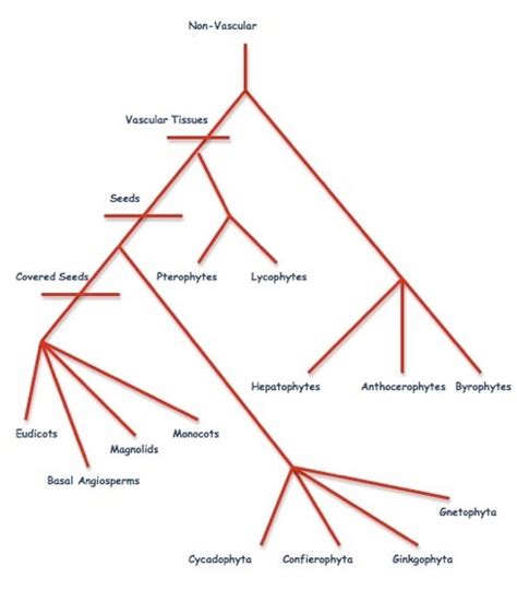 Classification