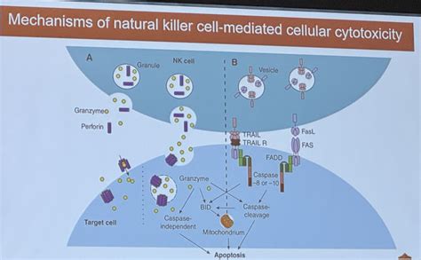 AUA 2024 Back To Medical School Immunology In NMIBC And Neoadjuvant