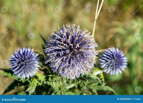 The Globe Thistles Echinops Stock Image Image Of Round Ecology