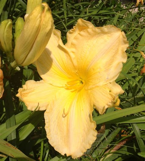 2013 From Moms Garden Huge Yellow And Peach Daylily Day Lilies