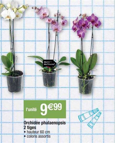 Promo Orchidée Phalaenopsis 2 Tiges chez Migros France iCatalogue fr