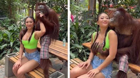 Busengrabscher Orang Utan Hat Touristin Fest Im Griff