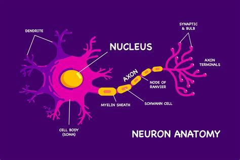 Interesting Human Neuron Or Nerve Cell Anatomy Flat Design Vector