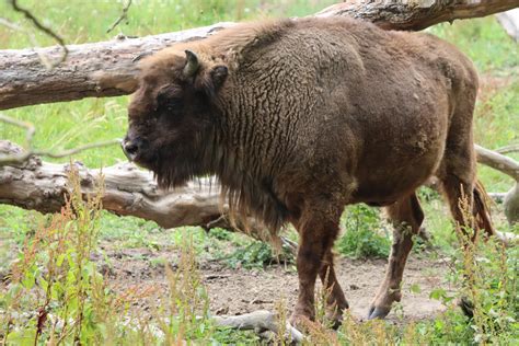 European Wisent by ZOOPhotos on DeviantArt