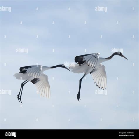 Flying Red Crowned Cranes Hi Res Stock Photography And Images Alamy