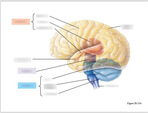 Midbrain Anatomy - Anatomy Reading Source