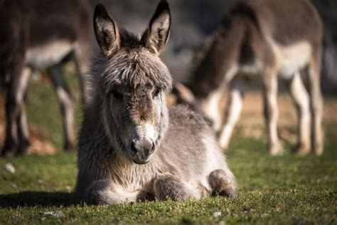 Top 10 interesting facts about donkey - Depth World