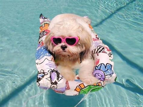 81 Best Pool Pets Images On Pinterest Doggies Funny Animal Pics And