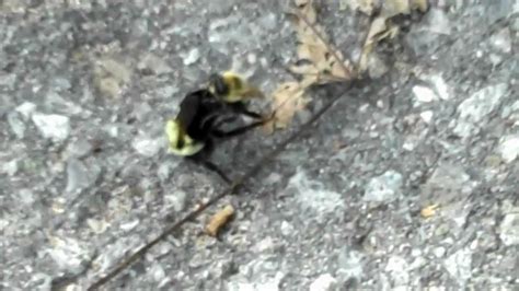 Bumblebee Sex Youtube