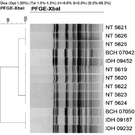 Pulsed Field Gel Electrophoresis Pfge Analysis Of Xbai Digested