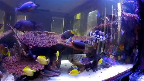 Tank Update On My 1000 Gallon Saltwater Aquarium YouTube