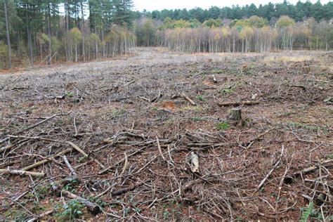 Bereich Der Abholzung Stockbild Bild Von Land Holz