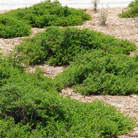 Baccharis pilularis 'Pigeon Point' - Alvarez Nursery