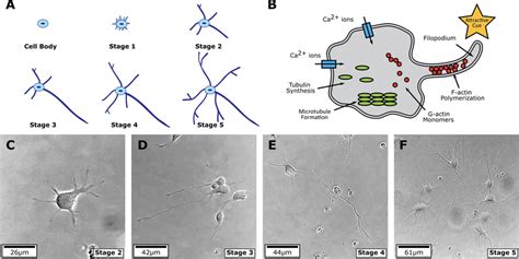 Five Stages Of Neuron Growth From Initiation To Maturation And Adapted