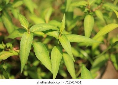 Fresh Vietnamese Coriander Plant Growth Vegetable Stock Photo 712707451 ...