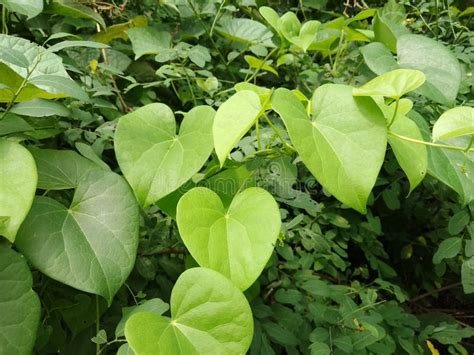 Tinospora Cordifolia Herb Heart Leaved Moonseed Guduchi Giloy